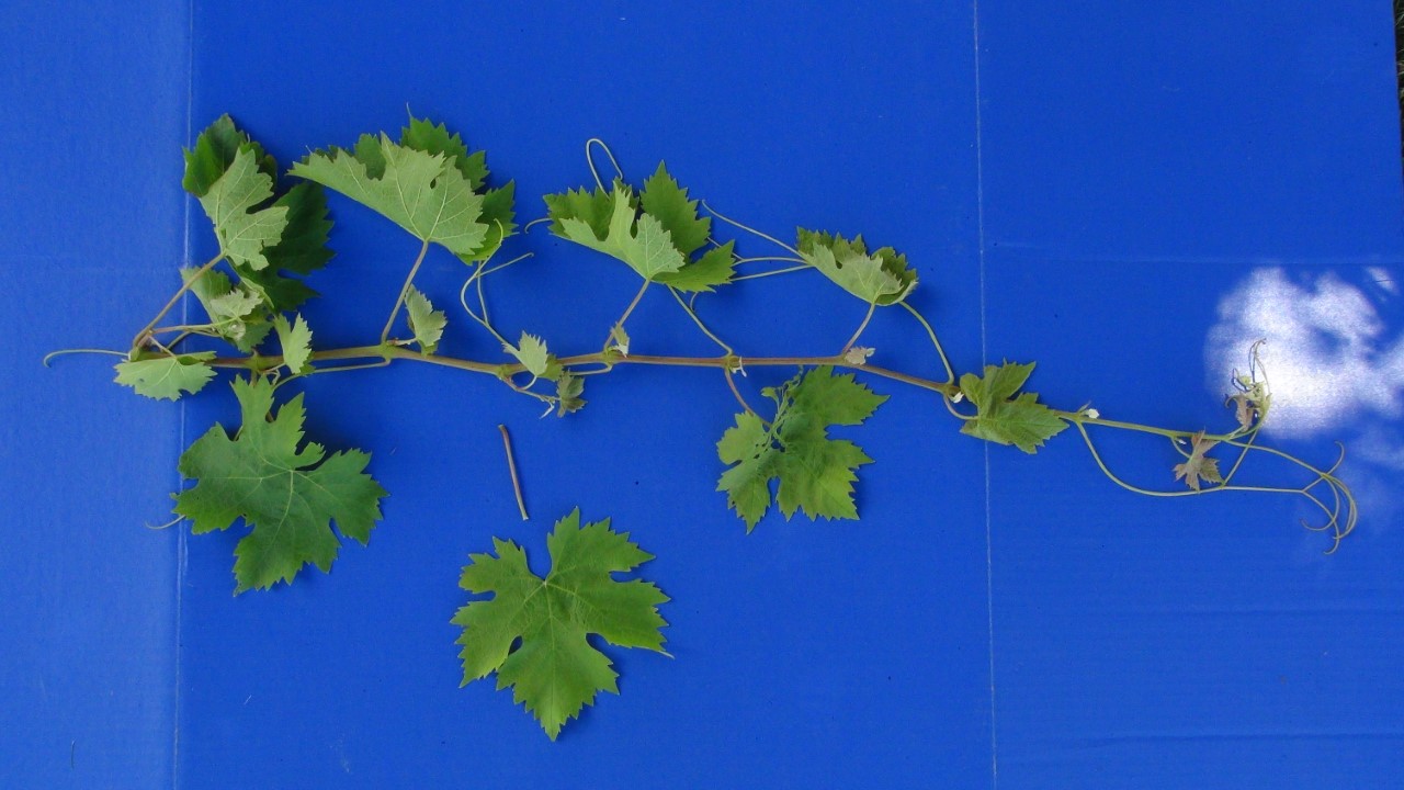 Petiole and leaf removed from shoot